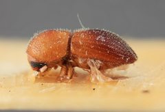 Coptoborus schulzi by the Smithsonian. Used under a CC0 license.