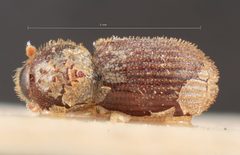 Cryphalus acaciae by the Smithsonian. Used under a CC0 license.