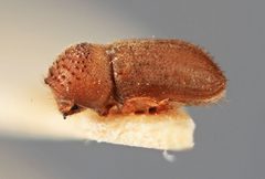 Cryphalus fulmineus by the Smithsonian. Used under a CC0 license.