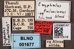 Cryphalus fulmineus by the Smithsonian. Used under a CC0 license.