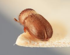 Cryphalus fulmineus by the Smithsonian. Used under a CC0 license.