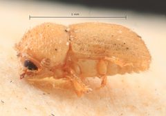 Cryphalus pini by the Smithsonian. Used under a CC0 license.