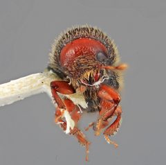 Dendrocranulus diversus by the Smithsonian. Used under a CC0 license.
