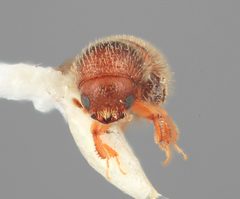 Dendrocranulus limatus by the Smithsonian. Used under a CC0 license.