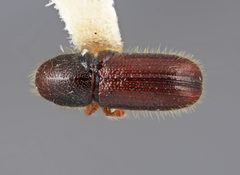 Dendrocranulus limbellus by the Smithsonian. Used under a CC0 license.
