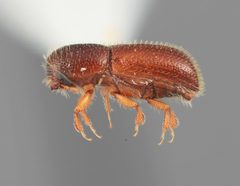 Dendrocranulus reditus by the Smithsonian. Used under a CC0 license.