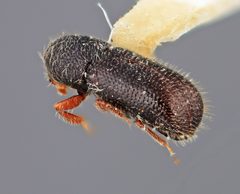 Dendrocranulus rudis by the Smithsonian. Used under a CC0 license.