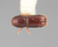Dendrocranulus vinealis by the Smithsonian. Used under a CC0 license.