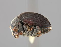 Dendrosinus mexicanus by the Smithsonian. Used under a CC0 license.