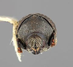 Dendrosinus mexicanus by the Smithsonian. Used under a CC0 license.