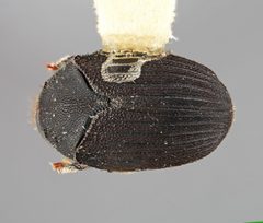 Dendrosinus mexicanus by the Smithsonian. Used under a CC0 license.