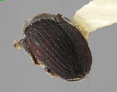 Dendrosinus mexicanus by the Smithsonian. Used under a CC0 license.