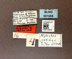 Hylastes retifer by the Smithsonian. Used under a CC0 license.