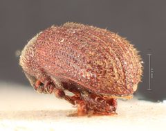 Hylastinus pilosus by the Smithsonian. Used under a CC0 license.