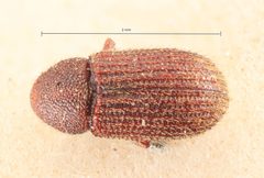 Hylastinus pilosus by the Smithsonian. Used under a CC0 license.