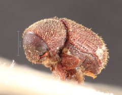 Hylastinus pilosus by the Smithsonian. Used under a CC0 license.