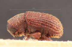 Hylastinus pilosus by the Smithsonian. Used under a CC0 license.