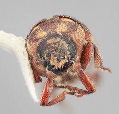 Hylesinus aztecus by the Smithsonian. Used under a CC0 license.