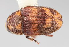 Hylesinus aztecus by the Smithsonian. Used under a CC0 license.