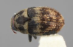 Hylesinus caseariae by the Smithsonian. Used under a CC0 license.