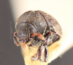 Hylesinus mandshuricus by the Smithsonian. Used under a CC0 license.