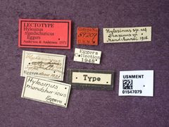 Hylesinus mandshuricus by the Smithsonian. Used under a CC0 license.