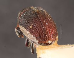Hylesinus mandshuricus by the Smithsonian. Used under a CC0 license.