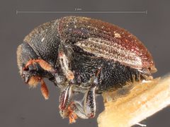 Hylesinus mandshuricus by the Smithsonian. Used under a CC0 license.