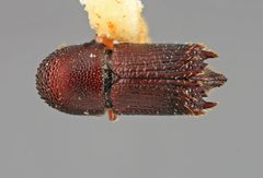 Hylocurus disparilis by the Smithsonian. Used under a CC0 license.