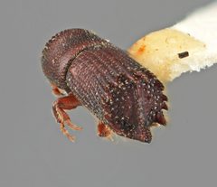 Hylocurus disparilis by the Smithsonian. Used under a CC0 license.