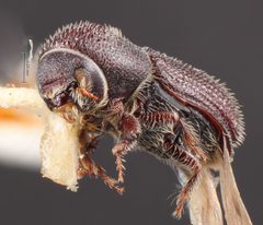 Hylocurus flaglerensis by the Smithsonian. Used under a CC0 license.