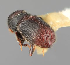 Hylocurus incomptus by the Smithsonian. Used under a CC0 license.