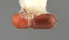Hylocurus micaceus by the Smithsonian. Used under a CC0 license.