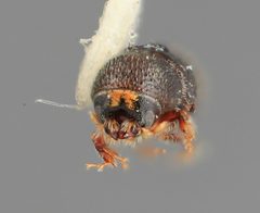 Hylocurus minor by the Smithsonian. Used under a CC0 license.