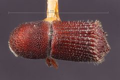 Hylocurus parkinsoniae by the Smithsonian. Used under a CC0 license.