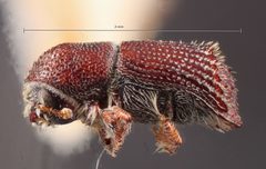 Hylocurus parkinsoniae by the Smithsonian. Used under a CC0 license.