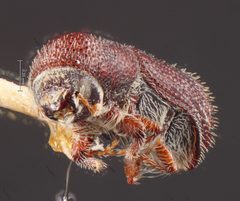 Hylocurus parkinsoniae by the Smithsonian. Used under a CC0 license.