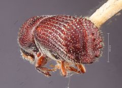 Hylocurus parkinsoniae by the Smithsonian. Used under a CC0 license.