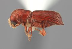 Hylocurus singularis by the Smithsonian. Used under a CC0 license.