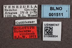Hylocurus villifrons by the Smithsonian. Used under a CC0 license.