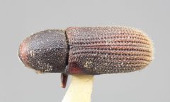 Hylurgops reticulatus by the Smithsonian. Used under a CC0 license.
