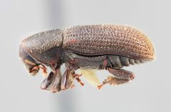 Hylurgops reticulatus by the Smithsonian. Used under a CC0 license.
