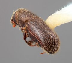 Hylurgus indicus by the Smithsonian. Used under a CC0 license.