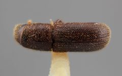 Hylurgus indicus by the Smithsonian. Used under a CC0 license.