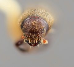 Hylurgus indicus by the Smithsonian. Used under a CC0 license.