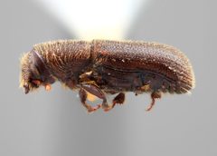 Hylurgus indicus by the Smithsonian. Used under a CC0 license.
