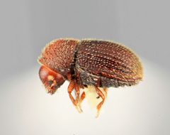 Hypothenemus ascitus by the Smithsonian. Used under a CC0 license.