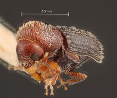 Hypothenemus californicus by the Smithsonian. Used under a CC0 license.
