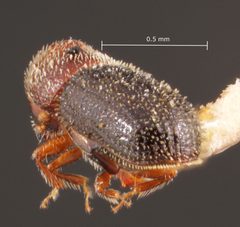 Hypothenemus californicus by the Smithsonian. Used under a CC0 license.