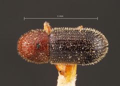 Hypothenemus californicus by the Smithsonian. Used under a CC0 license.